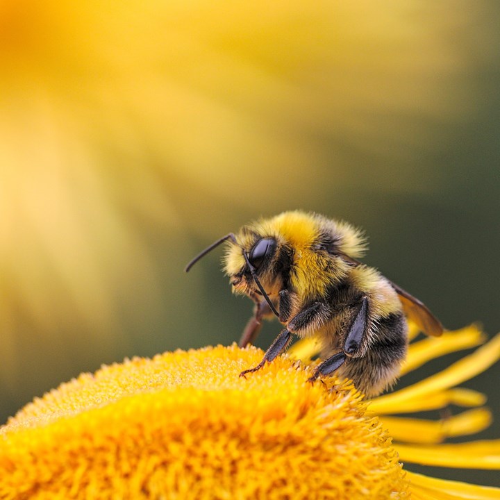 Embody Your Communication: Lessons from Inside the Beehive with Daksha
